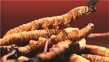 冬蟲夏草生長與生態環境的關系