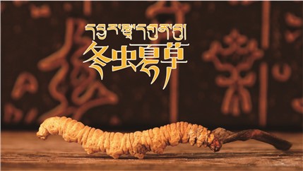 那曲新鮮冬蟲夏草什么時候采挖？